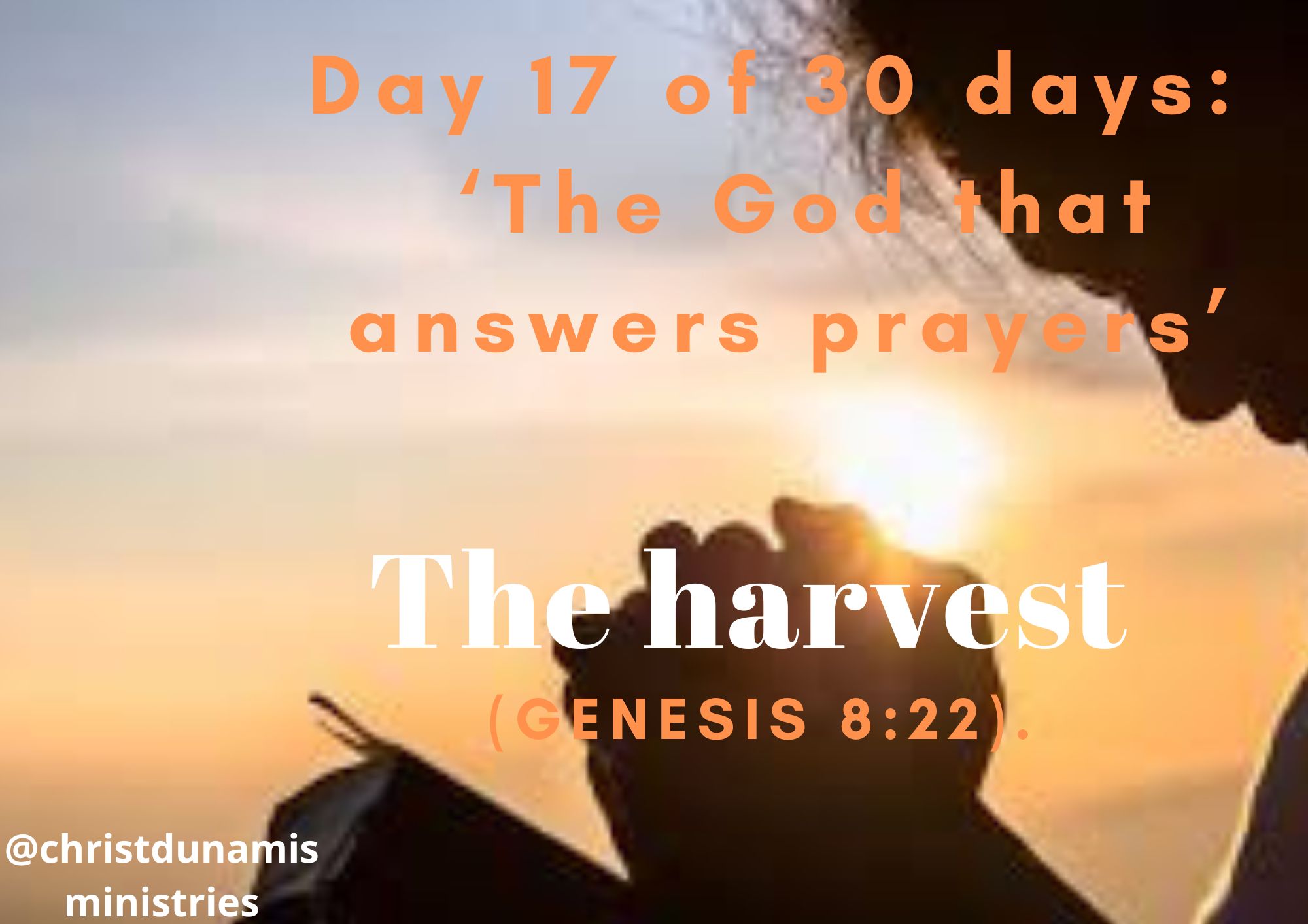 The harvest
